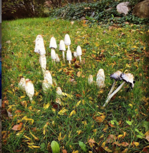Fairytale mushrooms spotted in real life.