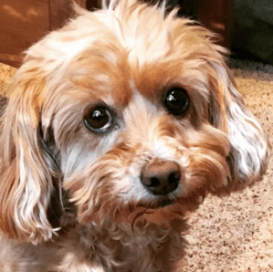 Who could resist this face?