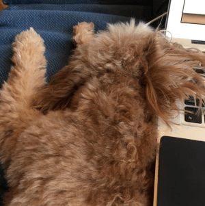 Every time I carefully tuck her ear under my laptop, she shakes it out and flops it right back on the keyboard. #furbabies🐾 #amwriting #nothelping